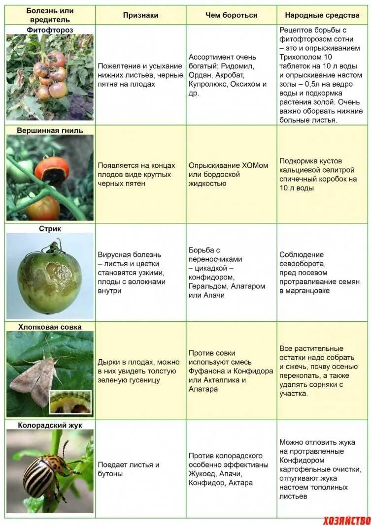 В какое время суток обрабатывать. Таблица болезней томатов. Таблица болезней помидор. Болезни помидор описание с фотографиями и способы лечения в теплице. Болезни томатов в грунте описание с фотографиями.