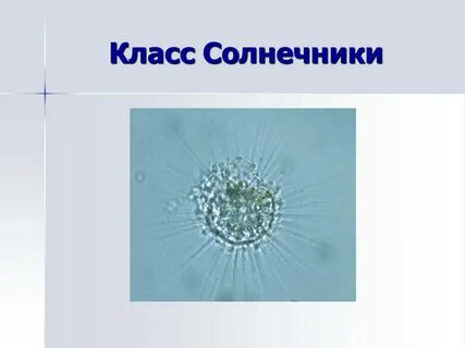 Видеоурок простейшие 5 класс