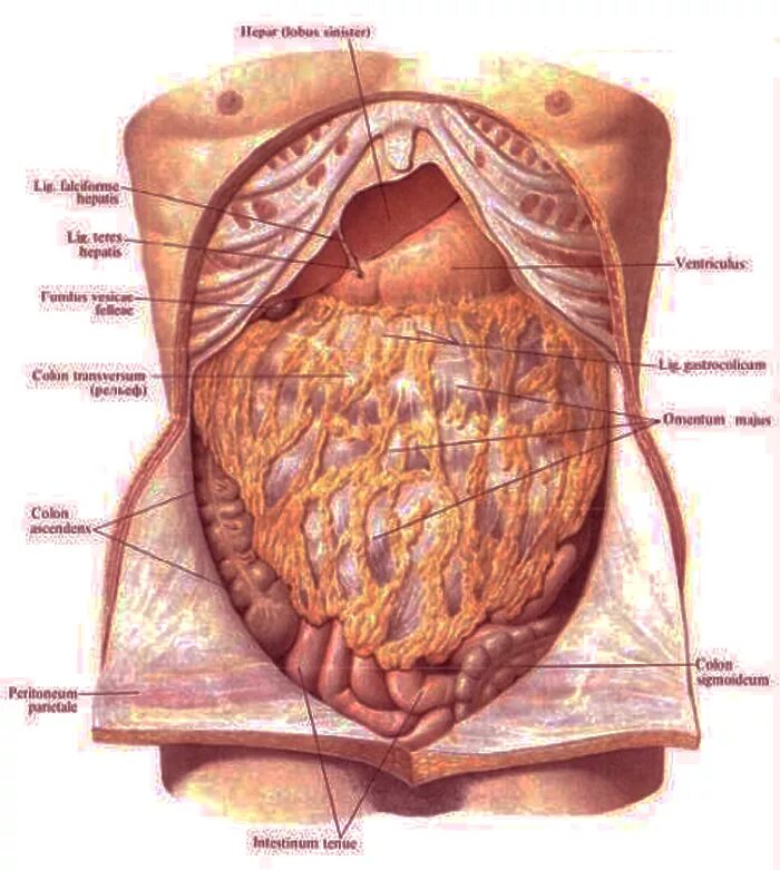 Органы человека с ребрами. Брюшина кишечника висцеральная. Листки брюшины анатомия. Сальник брюшной полости анатомия. Брюшина анатомия человека.