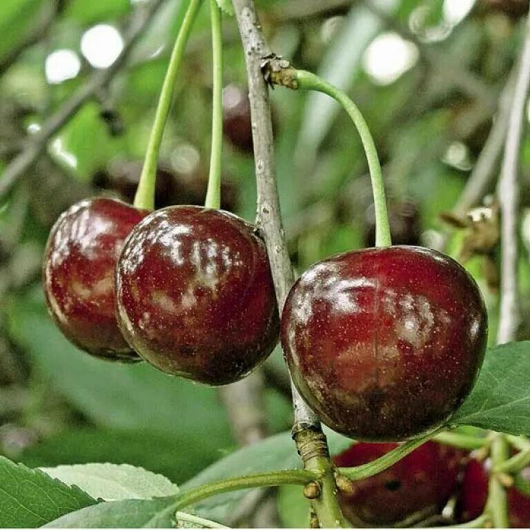 Какой сорт вишни выбрать