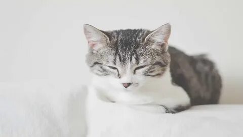 Большой бело серый кот