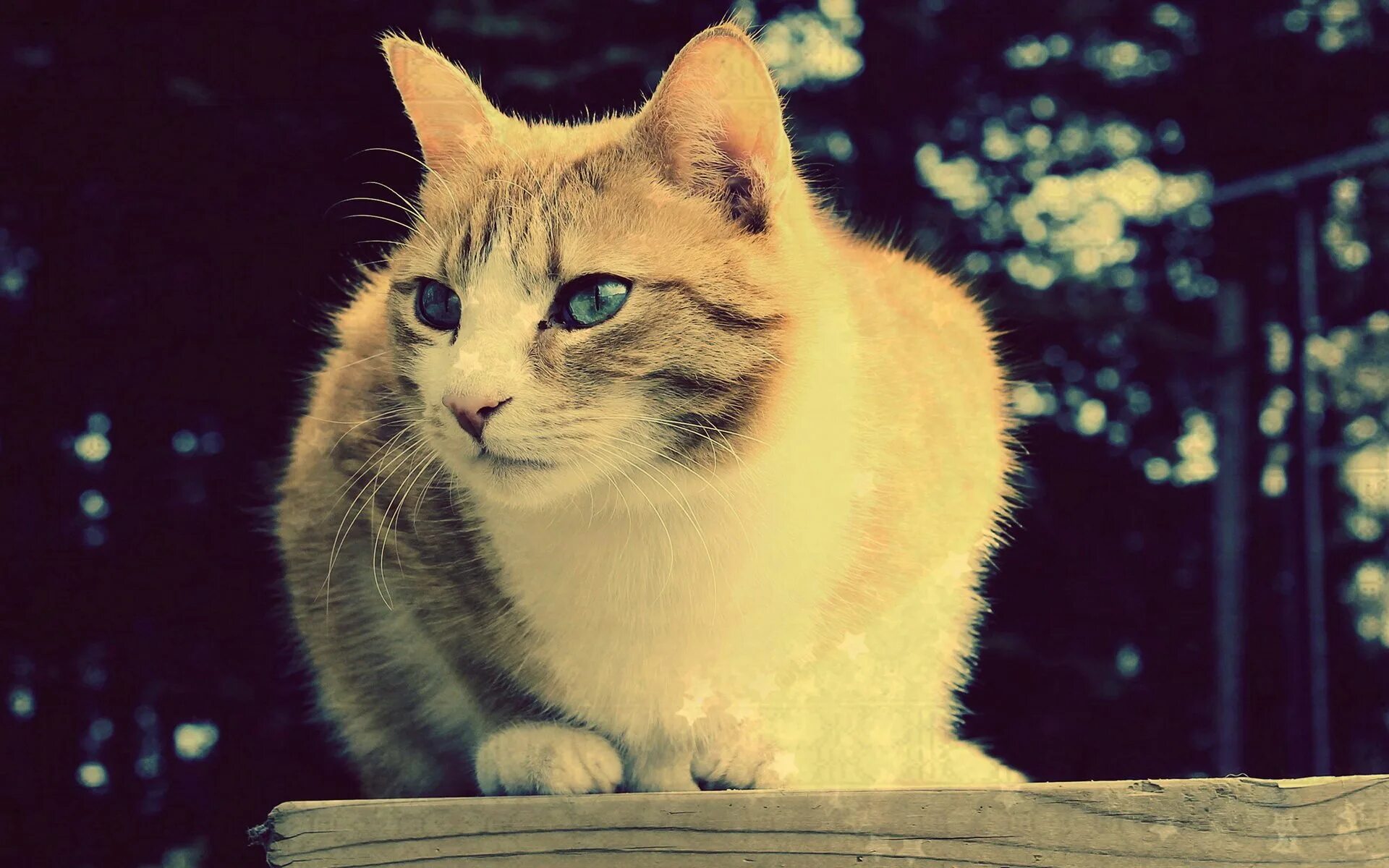 Черная кошка охотится. The cats band. Cats nothing. Кот обиделся. Европейская короткошерстная кошка.