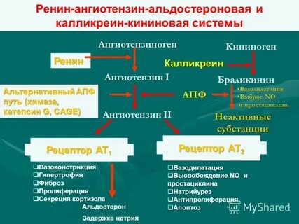 Брадикинин простагландины