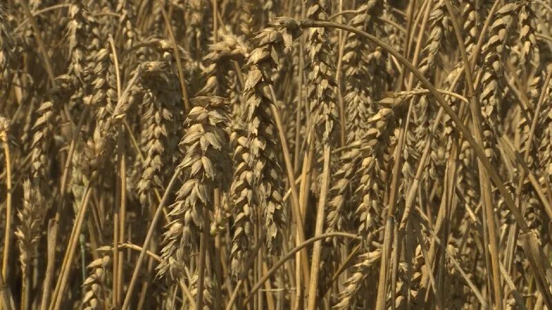 Зерновые культуры россии. Полба спельта. Занялся зерном. Экспорт отрубей. Силос рожь.