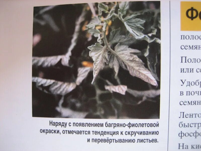 Через сколько у томатов появляются настоящие листочки. Дефицит фосфора у томатов. дефицит фосфора у винограда. дефицит фосфора у капусты. признаки нехватки фосфора на томатах.