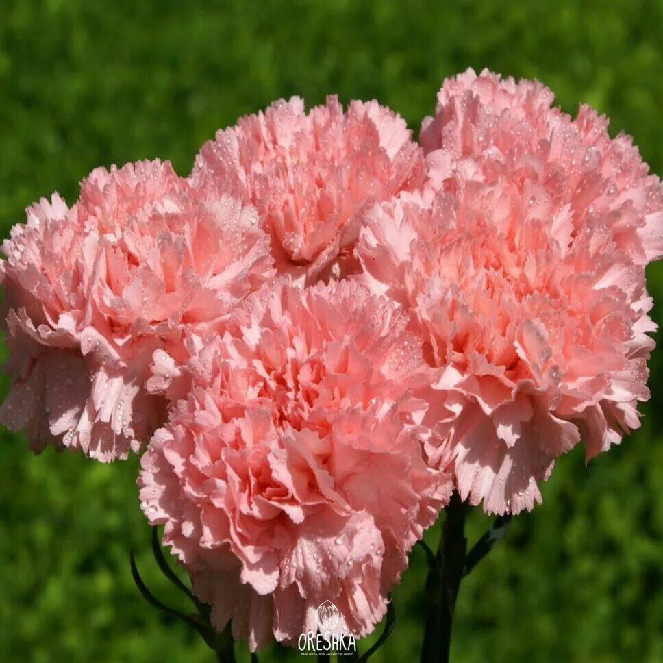 Гвоздика Шабо. Садовая гвоздика (Dianthus caryophyllus). Гвоздика Гренадин. Разновидности гвоздик