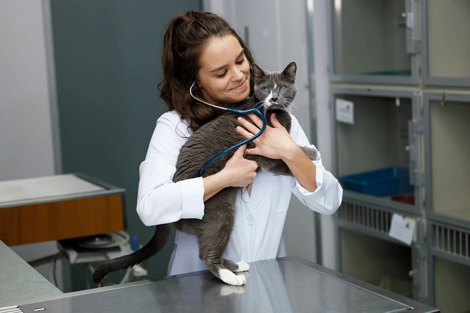 Cat friendly. Кэт френдли. кошки в медицине. что такое кэт в медицине. veterinary clinic for cats.