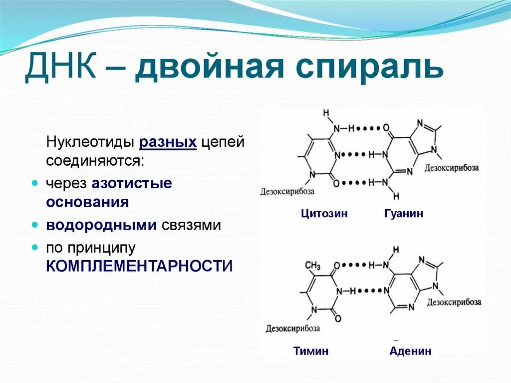 Соединение нуклеотидов днк. Соединение нуклеотидов в ДНК. Связи между нуклеотидами в ДНК. Какими связями соединяются нуклеотиды. Типы связи между нуклеотидами в ДНК.