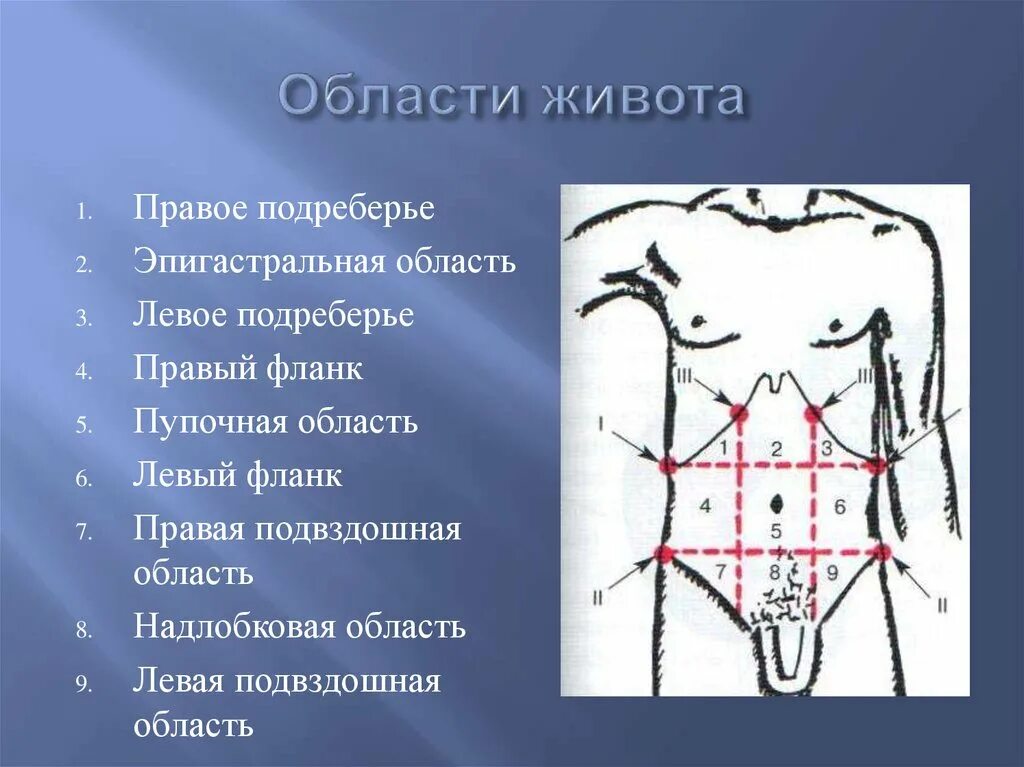 9 областей живота. Живот Разделение по областям. Эпигастральная область живота. Области живота схема. Анатомические области живота.