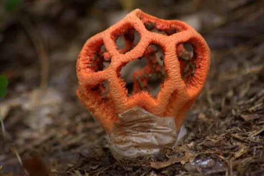 Решёточник красный - Clathrus ruberавтор Сергей Прокофьев. Фотография из альбома