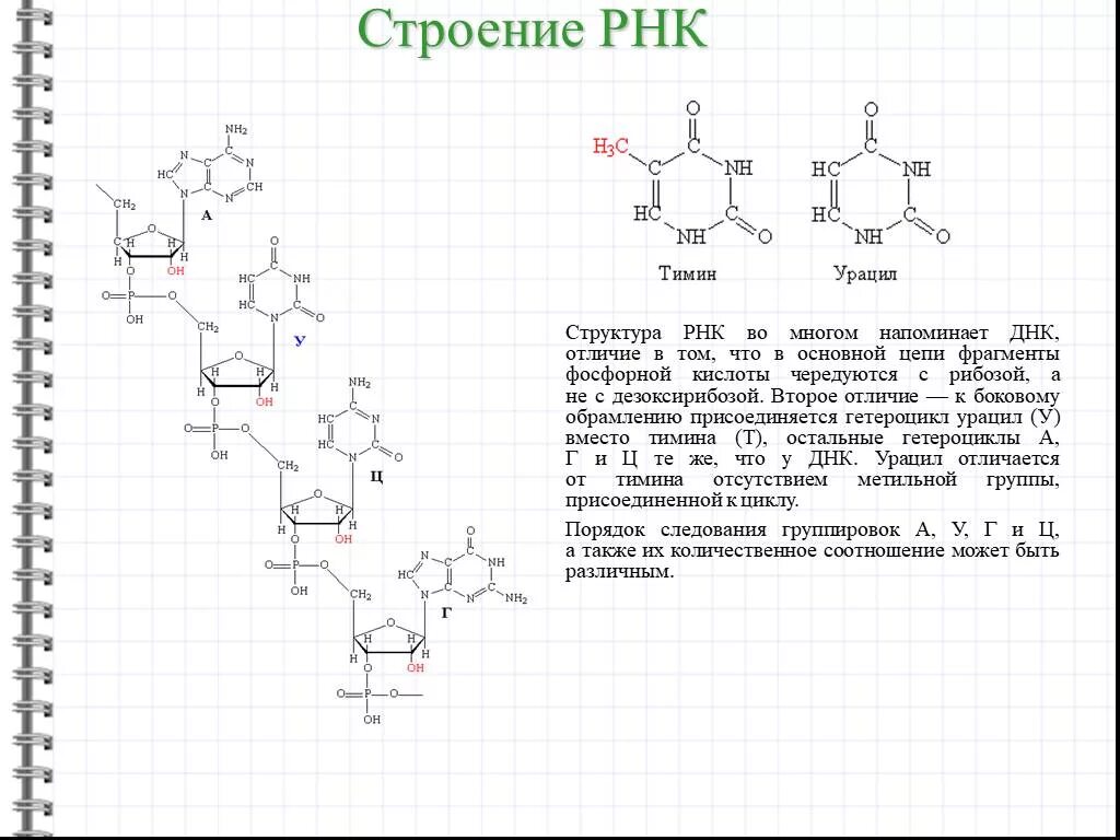 Молекулы рнк имеют структуру. Первичная структура РНК формула. Первичная структура РНК рисунок. Структура молекулы РНК схема. Схема первичной структуры РНК.