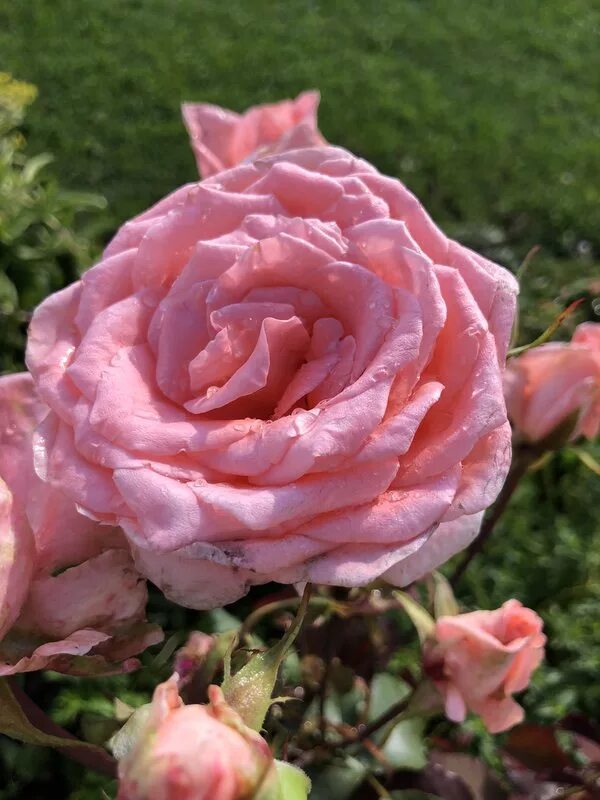 Rose desire. Rose desire. Rose desire. Rose desire. Rose desire.
