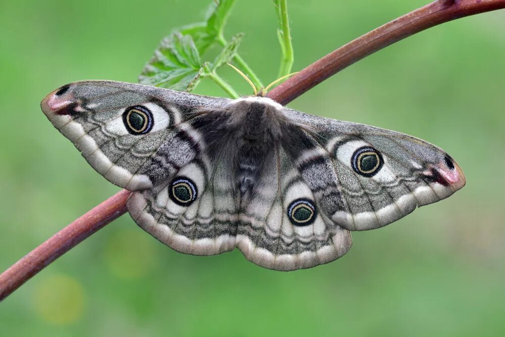 Павлиний глаз малый ночной (Saturnia Pavonia). Бабочка Saturnia Pavonia. Павлиноглазка Бражник. Бабочка павлиний глаз серая. Крылья бабочки павлиний глаз