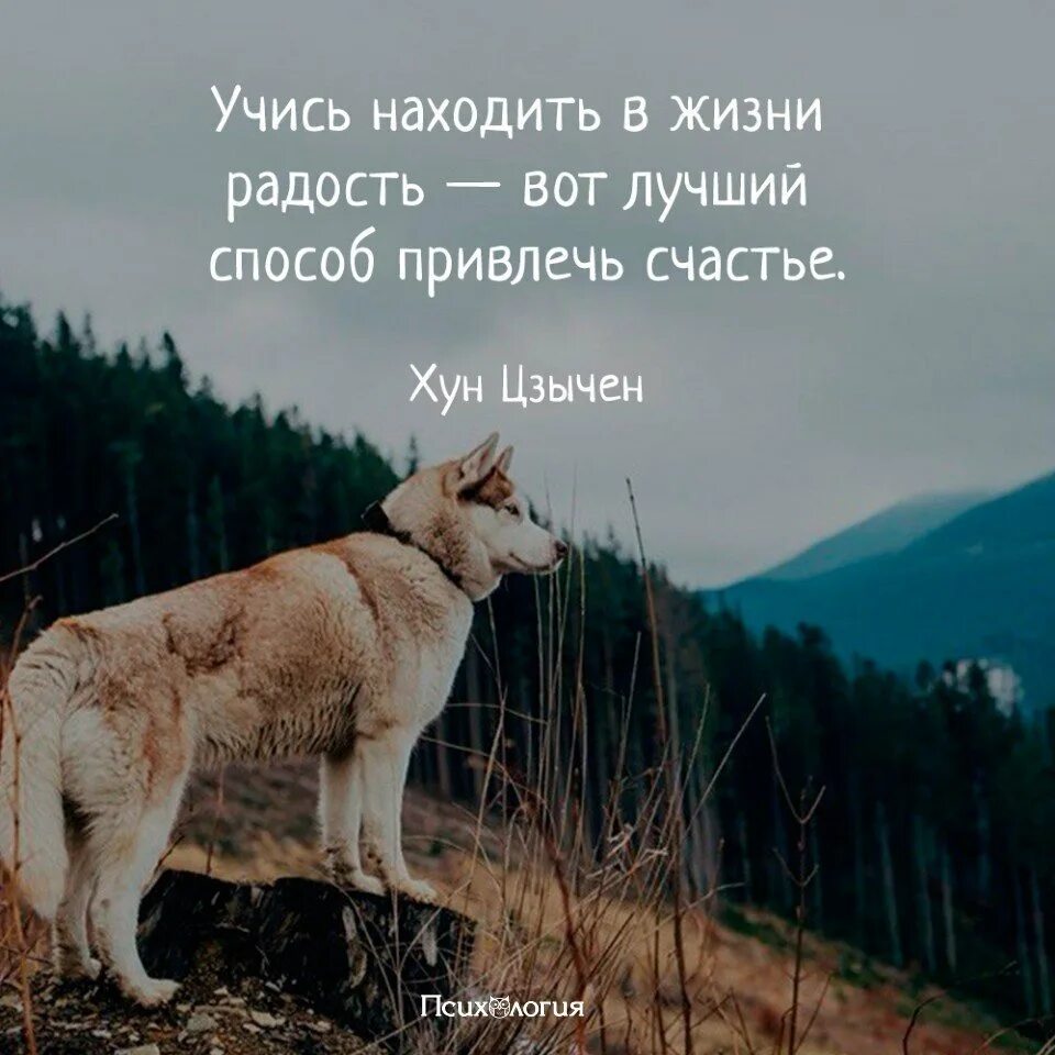 Радость жизни цитаты. Высказывания о радости жизни. Цитаты радость жизни в картинках. Радостные цитаты о жизни.