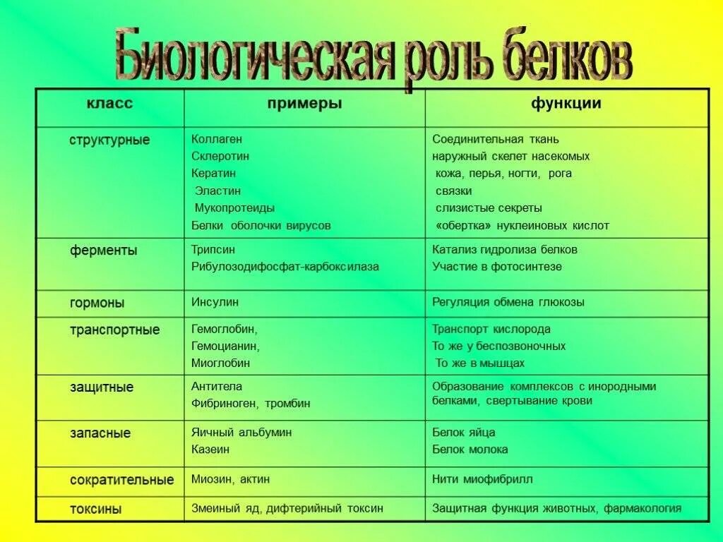 Название функций белка. Функции белка в организме человека таблица. Функции белков 5 класс биология. Функции белков 10 класс биология. Белки примеры.