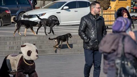 Последнюю собаку