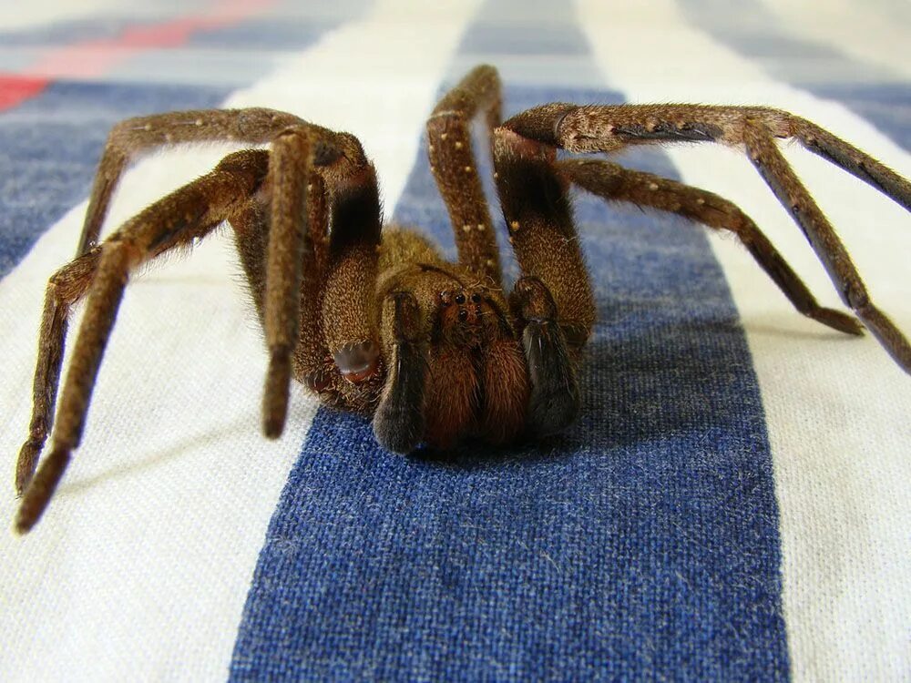 Ich eine spinne