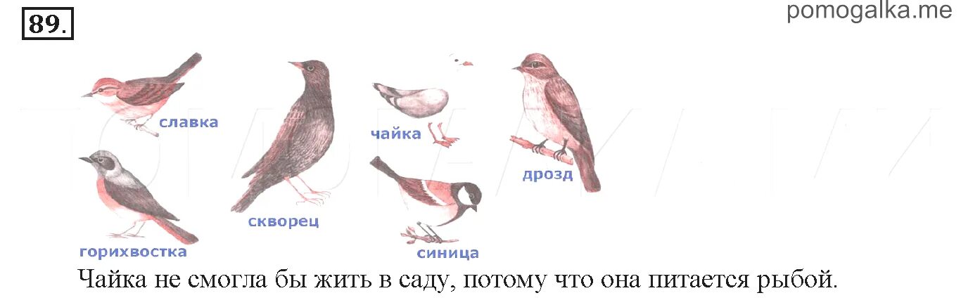 Окружающий мир 4 класс стр 35 37. Животные обитатели садов 4 класс окружающий мир. Животные обитатели садов 4 класс окружающий мир тетрадь. Окружающий мир 4 класс 1 часть рабочая тетрадь страница 37 номер 89. Птицы окружающий мир 4 класс рабочая тетрадь Потапов.