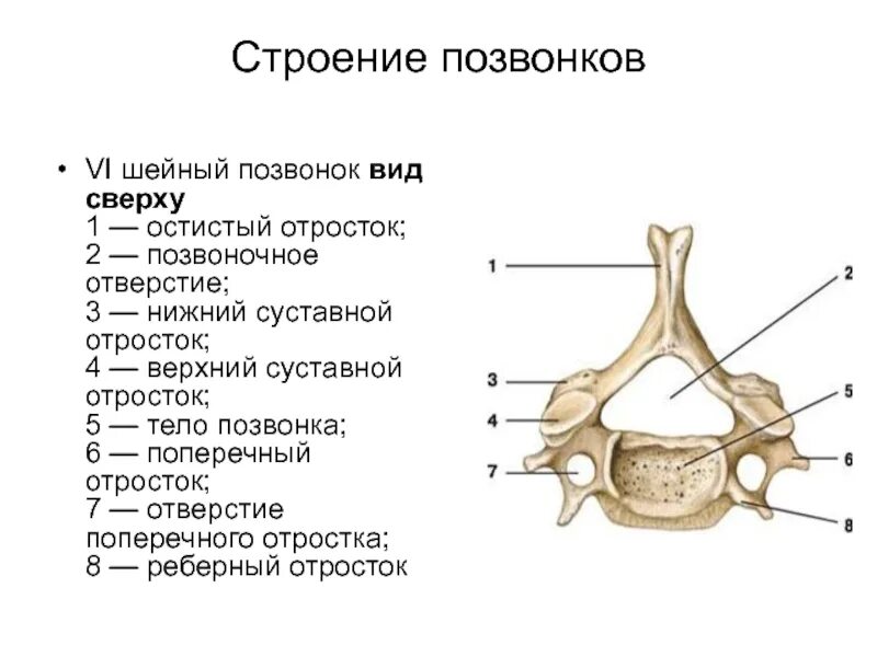 Строение позвонка рисунок