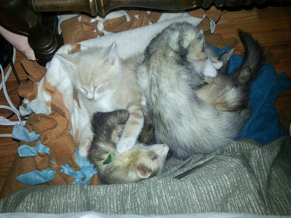 дружат кошки с котятами. подружатся ли котята. совенок фуку и котенок маримо. кот обнимает белку.