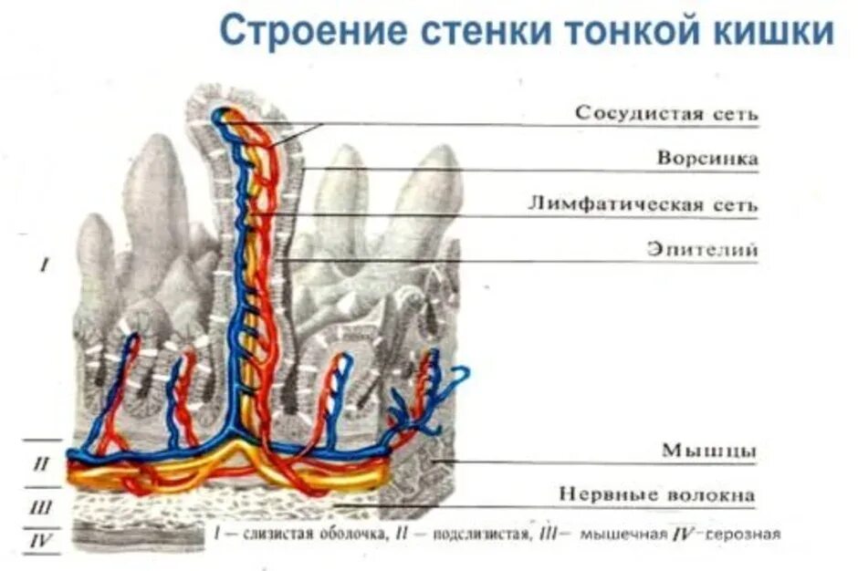 Функция ворсинок тонкого кишечника. Строение ворсинки тонкого кишечника. Схема строения ворсинки тонкой кишки. Ворсинки тонкого кишечника анатомия. Строение ворсинки кишки.