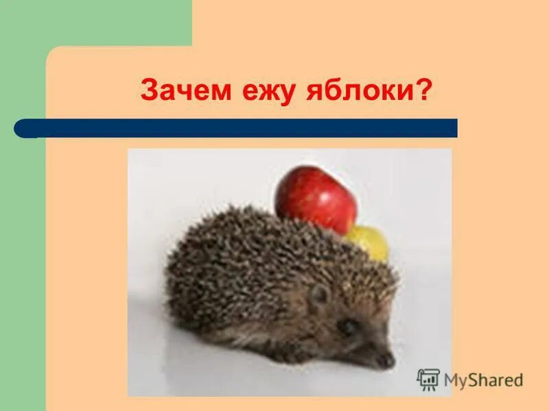 Почему я еж картинка. Мой ежик. Ёжик выпивает. Почему я еж. Почему я еж.