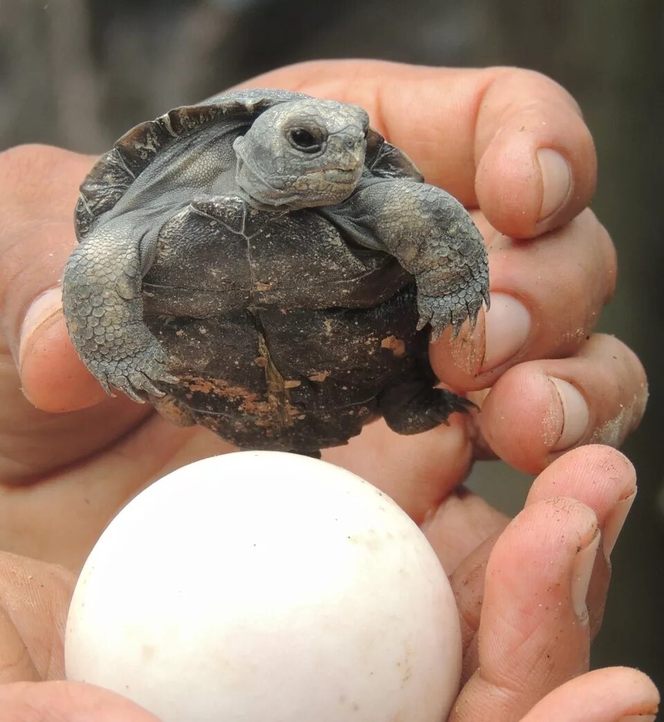 Рождения черепахи. Болотная черепаха вылупляется. Галапагосская черепаха яйца. Черепашата Сухопутные вылупляются. Вылупление сухопутной черепахи.