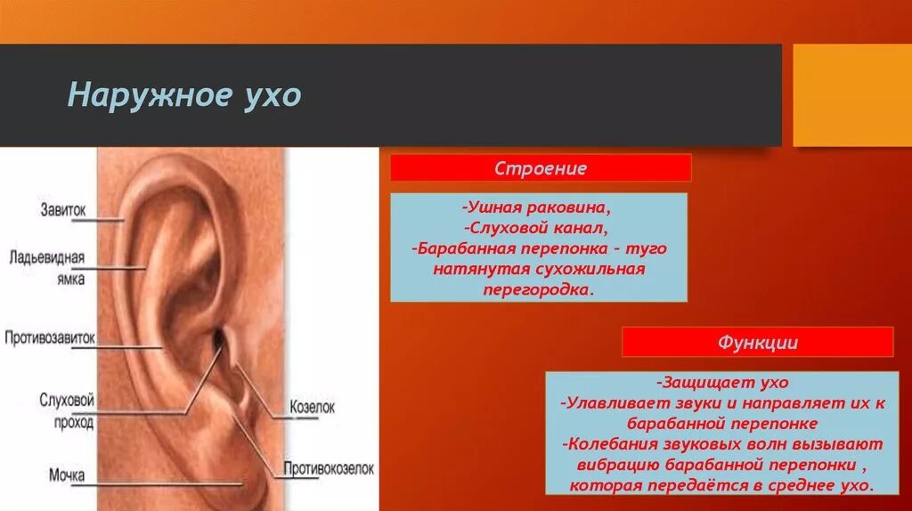 Ушная раковина какой отдел. Строение наружной части уха. Наружное ухо строение анатомия. Строение наружного уха. Строение наружного уха человека функции.