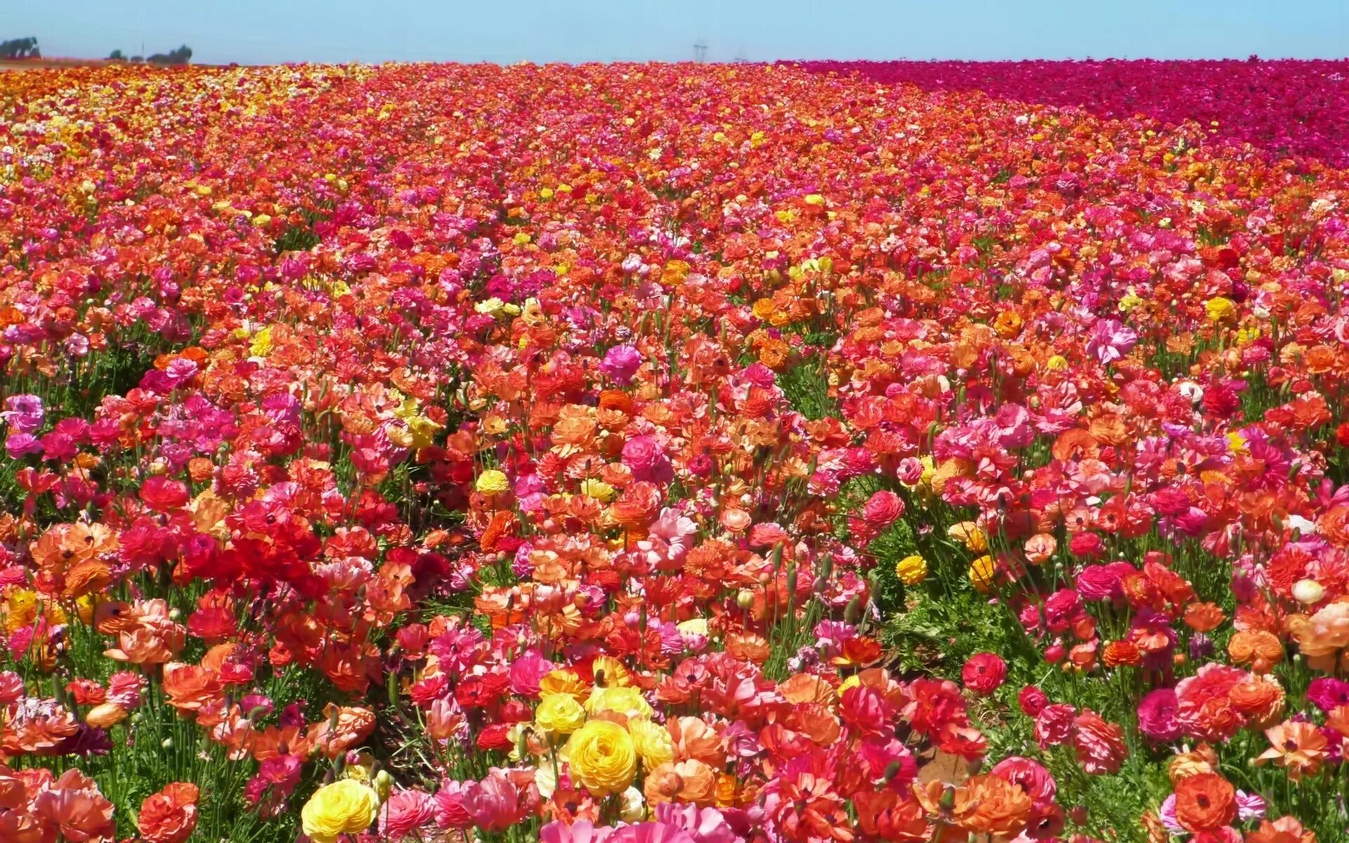 Лютик Цветущая Долина. Плантации роз в Эквадоре. Поле ранункулюсов. Лютик ранункулюс Цветущая Долина. Много цветов в природе