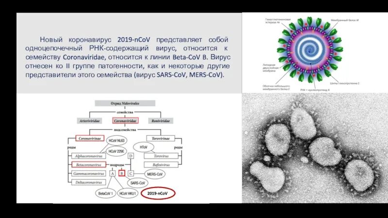 Вирус sars cov 2 отнесен к группе. Коронавирус РНК вирус. Одноцепочечный РНК-содержащий вирус. РНК содержащие вирусы. Одноцепочечная РНК вирусы.