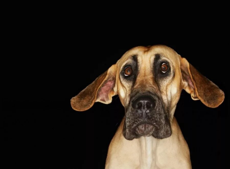 Напуганный щенок. Напуганный щенок. Эмоции животных страх. Фото собаки которая нервничает. Стресс у собаки.