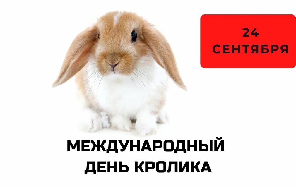 Международный день кролика открытка. Кроль день. Международный день кролика 25 сентября. Кроль день. Кроль день.
