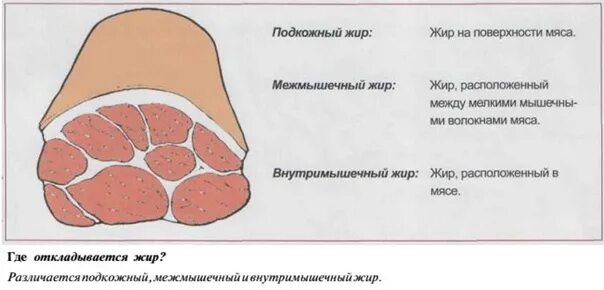 Какую функцию выполняет отложение жира у кашалота