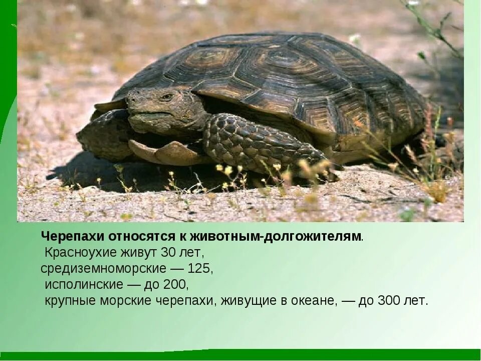 Черепахи особенности строения и представители. Черепахи многообразие. Черепаха вид животного. Черепаха отряд семейство. Черепахи виды животных.