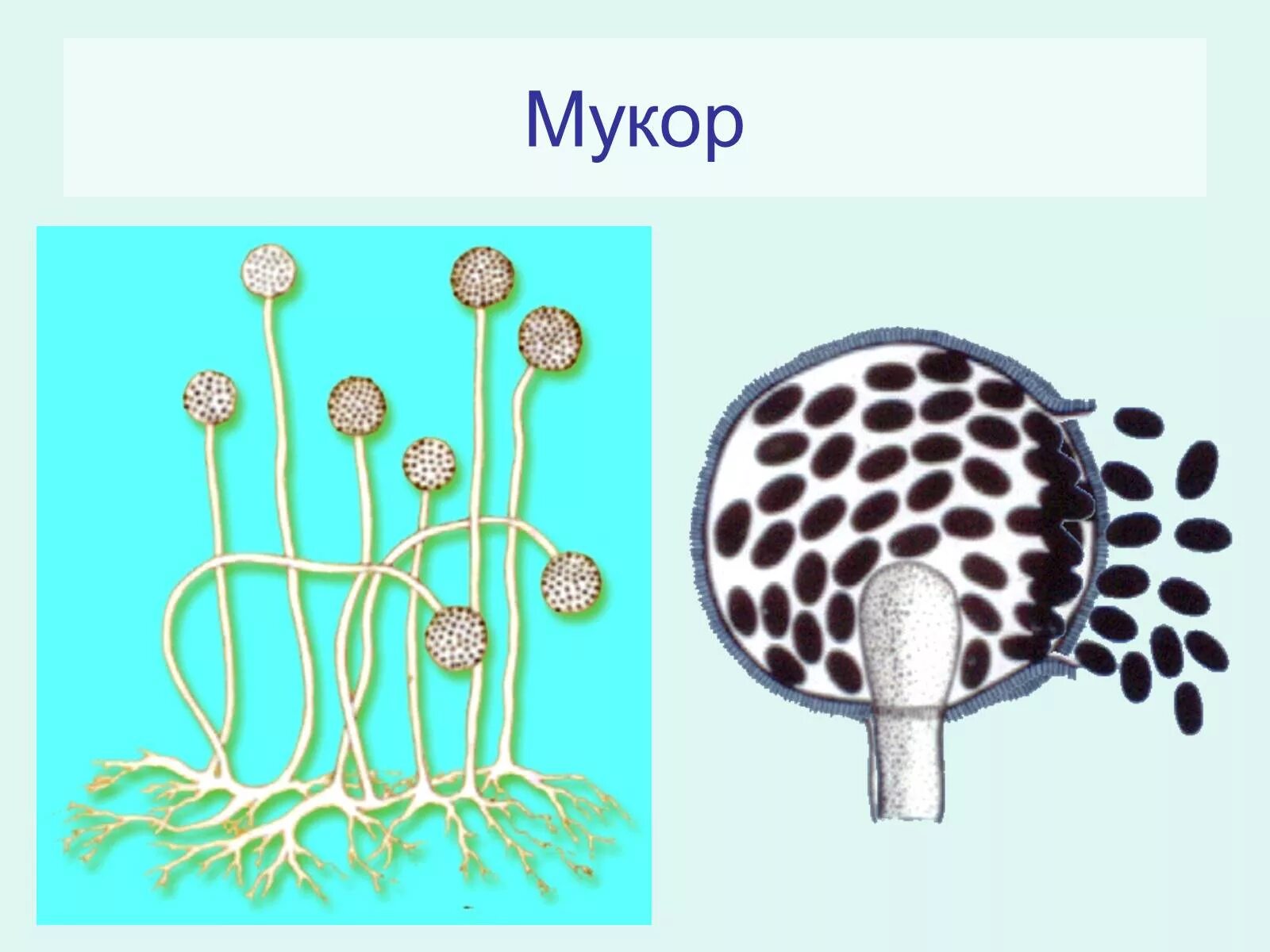 Мукор животное. Плесневые грибы спорангии. Спорангии гриба мукора. Спарангии спарангии мукор. Царство грибы мукора.