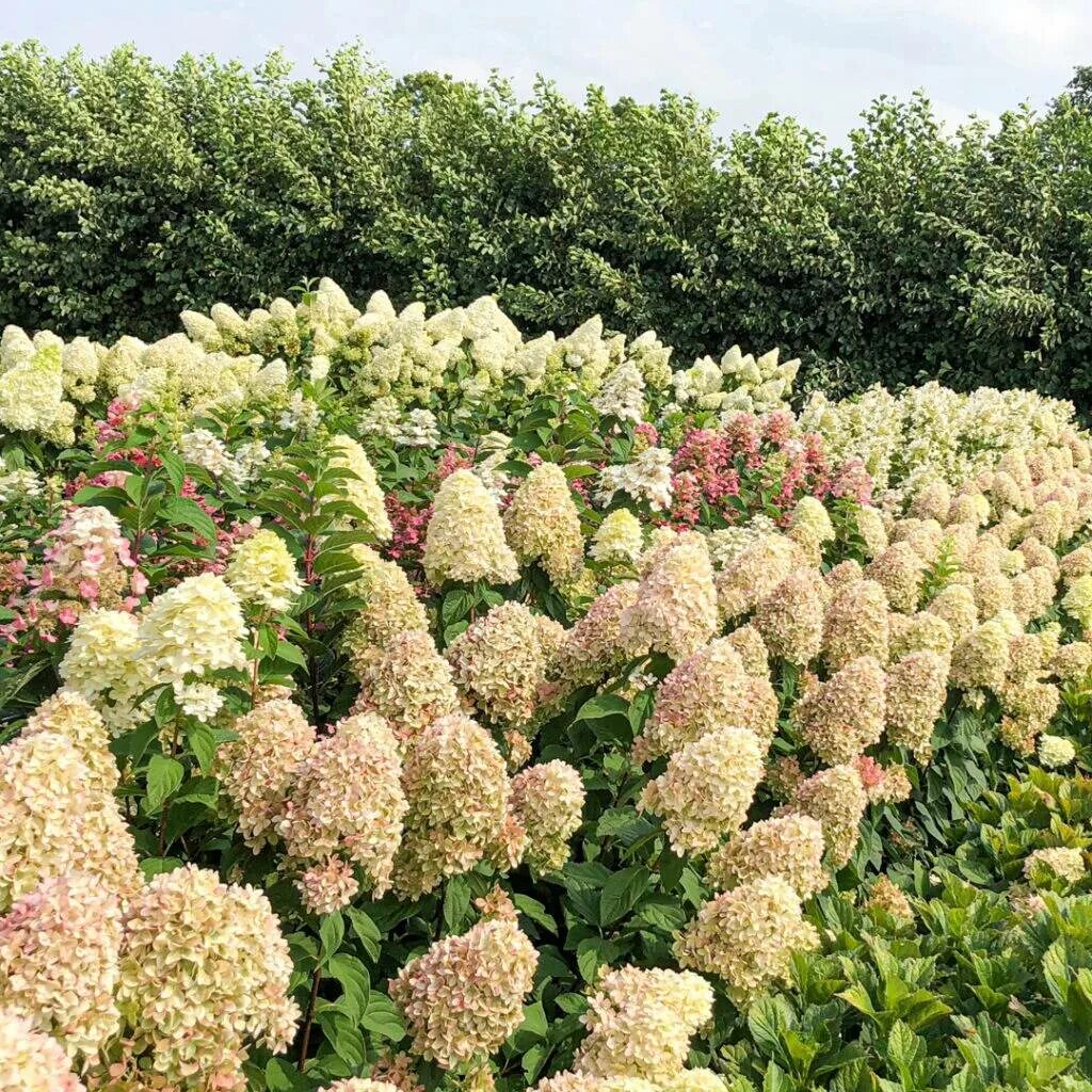 Гортензия метельчатая (Hydrangea paniculata `Magical Candle`)C 7,5 купить, отзыв