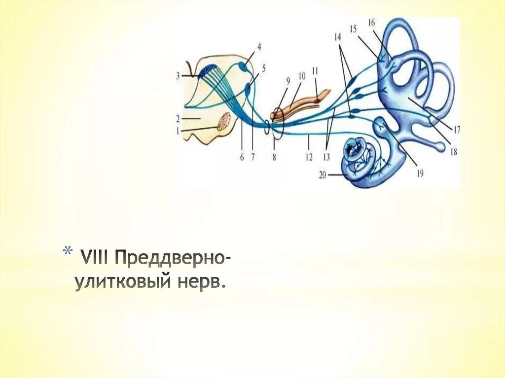 Преддверно улитковый черепной нерв. Преддверно улитковый черепной нерв