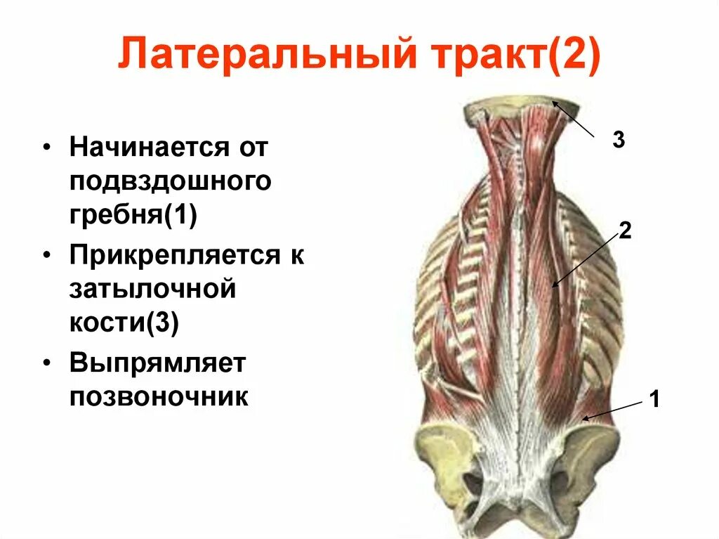 Латеральный тракт глубоких мышц спины. Мышцы латерального тракта глубоких мышц спины. Латеральный тракт мышцы выпрямляющей позвоночник. Глубокие мышцы спины медиальный тракт анатомия.