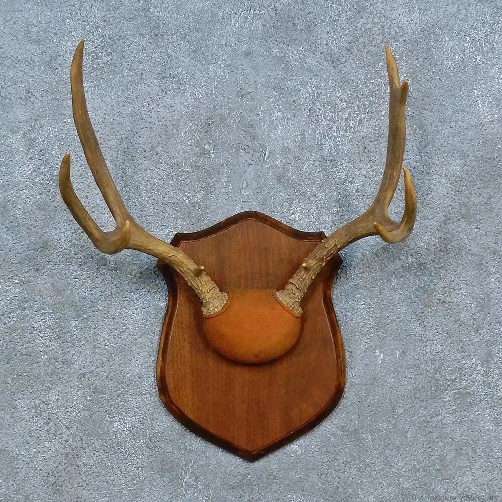 Подставка для рогов лося. Установить рога. Установить рога. Лосиные рога на стену. Лосиные рога в интерьере.
