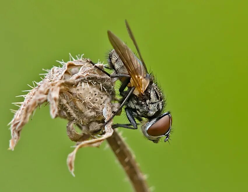 тахины ежемухи tachinidae. горбатки (двукрылые). мухи тахины фото. насекомое тахина 7 букв. насекомое тахина 7 букв.
