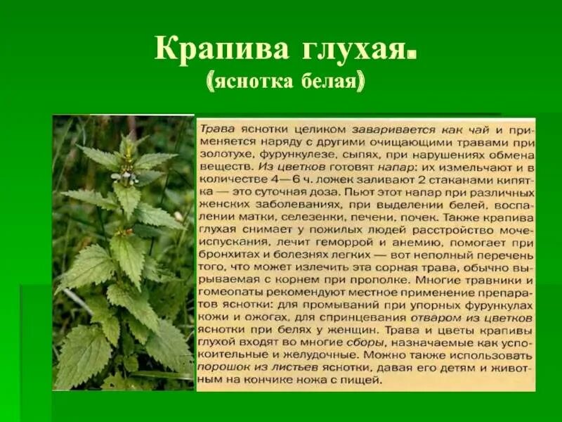 Известно что крапива двудомная многолетнее. Крапива двудомная яснотка белая. Яснотка белая глухая крапива. Крапива глухая яснотка.