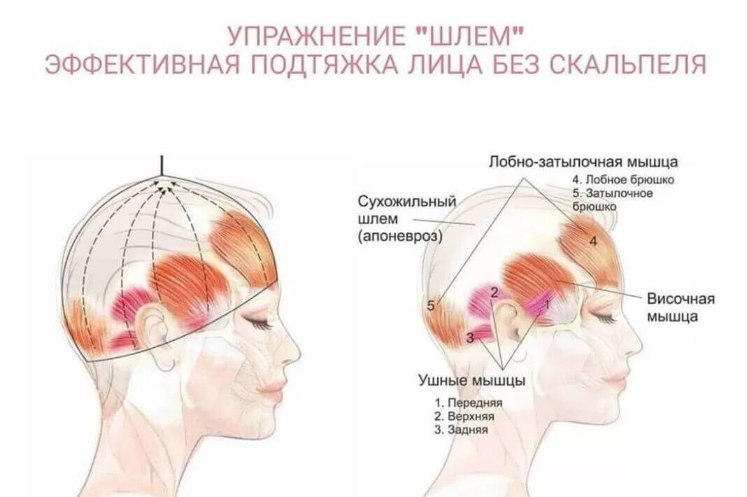 Надчерепную мышцу