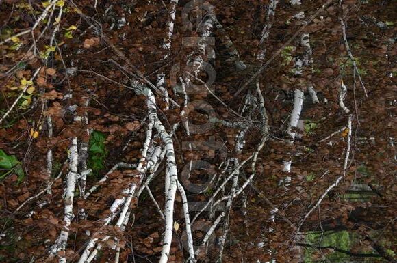 Березка помощь. Засохшая береза Никитин. Высохшая береза ведьмино место силы. Засохшая береза иллюстрации. Некрасов засохшая берёза.