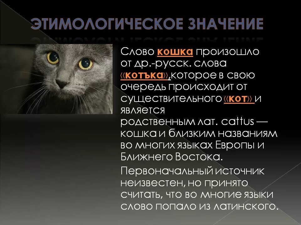 Лексическое слово кот. Происхождение слова кот. Этимологическое значение слова кот. Откуда произошло слово кот. Откуда появилось слово кот.