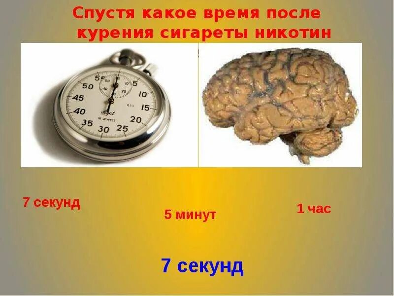 Спустя какое то время он. Мозг курильщика сигарет. спустя какое время. во время и после.