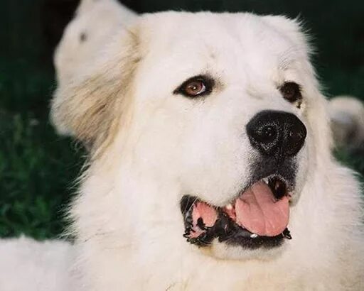 К чему снится большая собака. Приснилась белая собака. Собака большая белая добрая. Приснилась большая белая добрая собака. Сон собака большая белая для женщины.