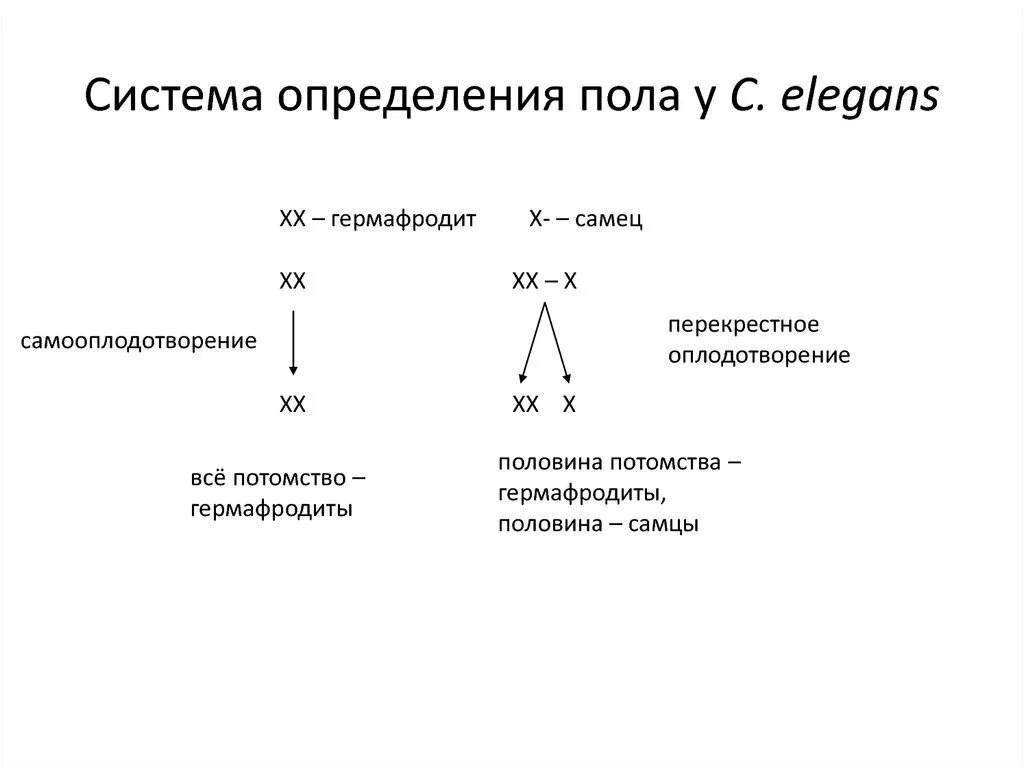 Что определяет пол человека. Определение пола. Система определения пола. Пол потомства определяется. Определения пола у растений гермафродит.