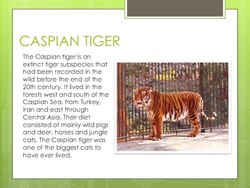 По английскому вид вымирающих животных. Вымирающие виды животных на английском. Туранский тигр. Тигр по английскому.