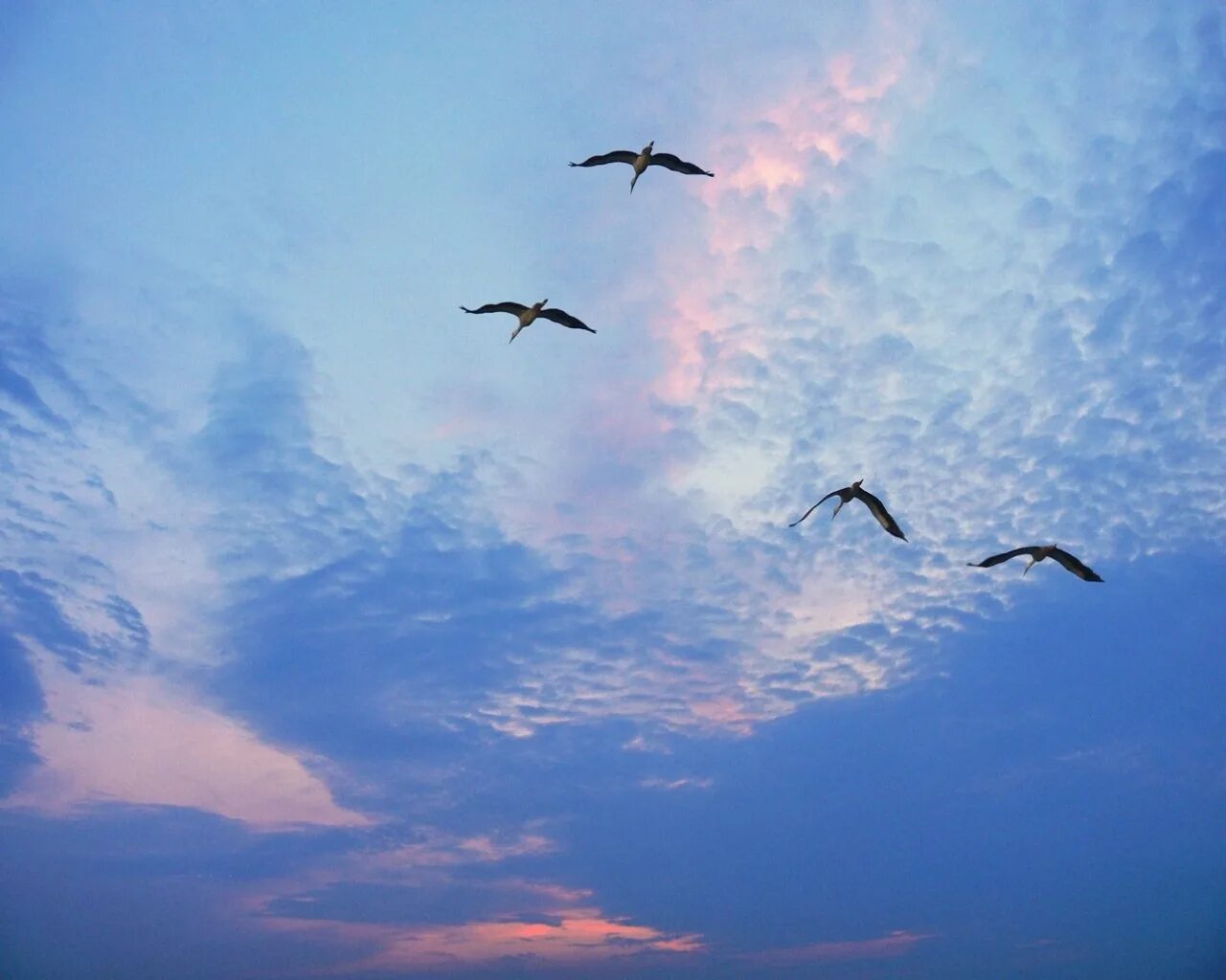 Улетай как птица в небо. Птицы улетают. Птицы в небе. Журавль в небе. Клин журавлей в небе.