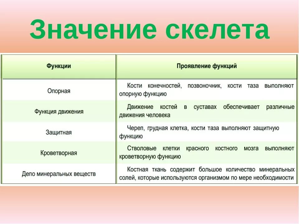 Отдел кости функции. Значение скелета человека. Значение костей человека. Функции и части скелета. Значение отделов скелета человека.